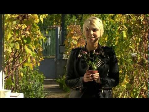 Sore & Rapha - Caught in the Middle (cover) in Pariu cu viata