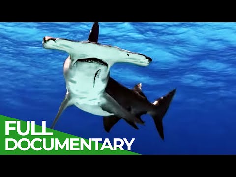 Animal's Super Senses Superhuman Senses