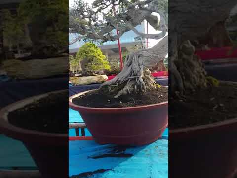 Pamnas bonsai dibandara trunojoyo sumenep madures 2021