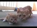 El gatito está asustado y la mamá gata viene para salvarlo