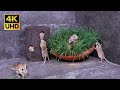 Exciting Cat TV Mouse Hiding Popping Grabbing Grass For Cats To Watch 4K UHD