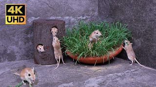 Exciting Cat TV Mouse Hiding, Popping & Grabbing Grass for cats to watch | 4K UHD