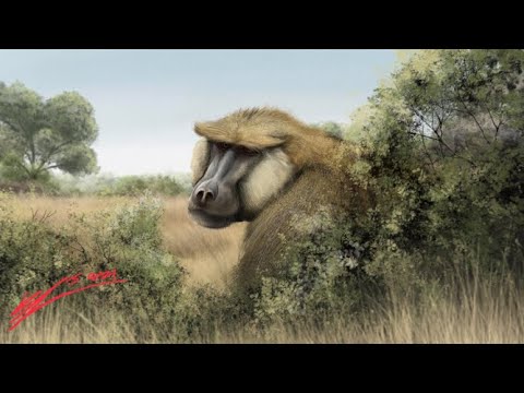 Dinopithecus - Ancient Animal