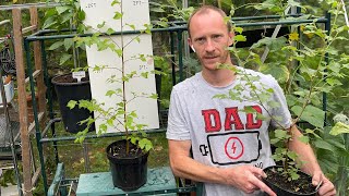 Birch Trees From Seed - 2 Year Update