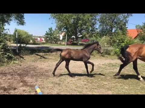 Filly CHRISTEL Z SOLD