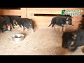 German Shepherd dogs for sale: Scarlet - Video 1