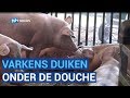 Verkoelende douche voor varkens van levensbelang tijdens hitte
