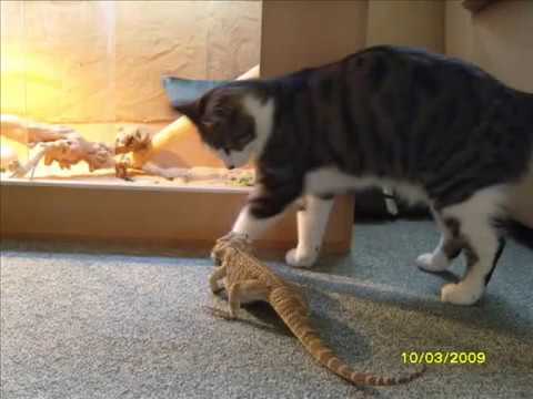 cat & lizard best friends charley & ozzy  .wmv