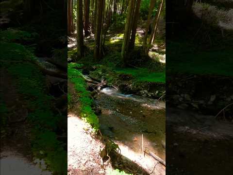 Check Out This Jaw-Dropping Hiking POV Through a Creek Stream! #stream