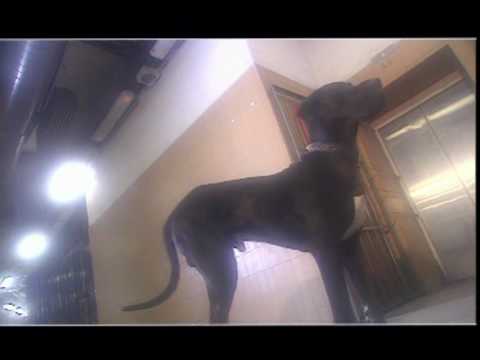 Arakain-Slečna závist HQ