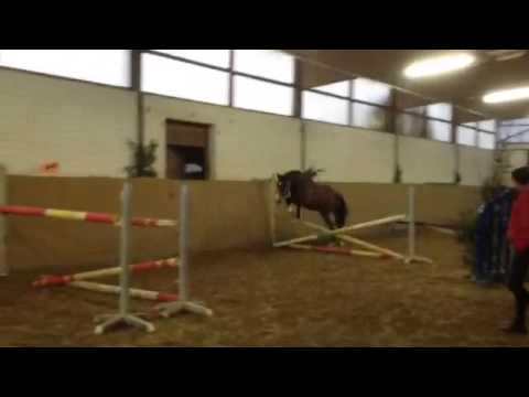 Wallach geb.2011 von Quincy Jones (Quidam De Revel)