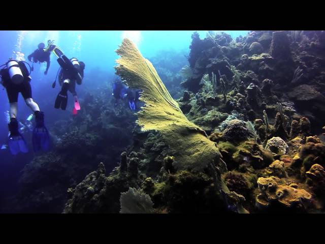 Belize and Cozumel Reef Diving
