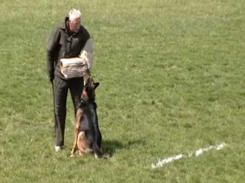 2008 GSDCA - WDA Championship T. Floyd & Karlo vom Floyd Haus, SchH3, FH, KKL2