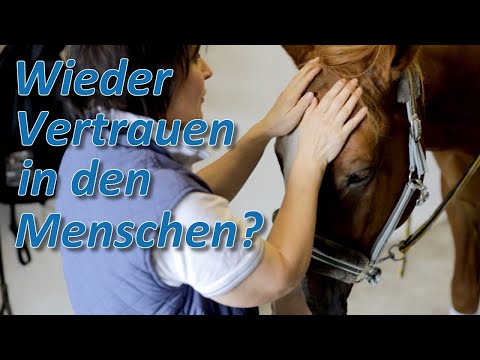 Gefährliches Pferd fasst wieder vertrauen in den Menschen - Ursachenforschung auf Hof Eicheneck