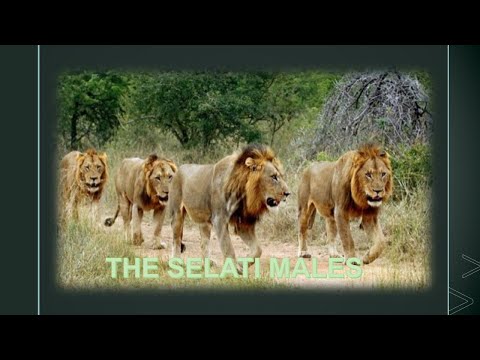 THE SELATI STORY -  The brothers who clashed with the Top 3 coalitions of Sabi Sand