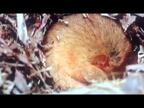 Snoring dormouse!