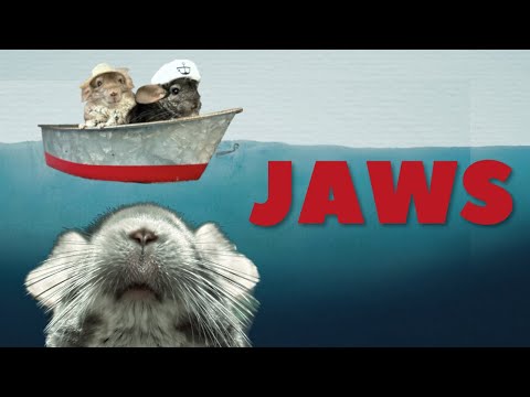 Les dents de la mer en 2 minutes par cinq chinchillas