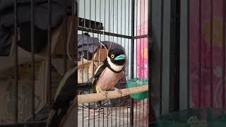 Download lagu Burung sempur hujan darat jantan yang sudah susah ditemui✔️ mp3