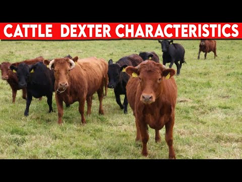 , title : '⭕ Cattle Breeds Dexter Characteristics ✅  Cattle Dexter  // Bulls'