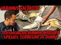 When They Were Released From Their Cage They Suddenly Fought And Bit The Other Monitor Lizard P