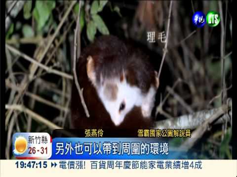 飛鼠界圓仔! 雪霸珍貴鏡頭曝光