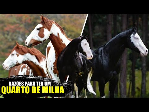 7 MOTIVOS Fascinantes PARA QUERER um Cavalo QUARTO DE MILHA @inspiracióndiariaof