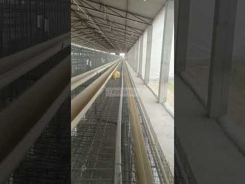 Zinc plating poultry chicks cum grower cage, capacity: 10 bi...