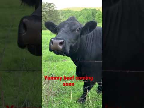 Black Betty The Beef Cow