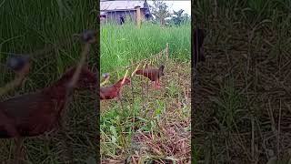 Download lagu tikusan merah nabrak racik #shorts mp3 Download lagu tikusan merah nabrak racik #shorts mp3