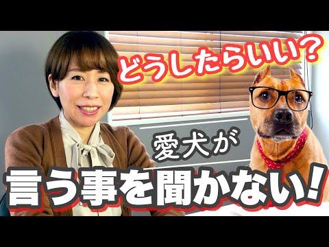 犬が言うことを聞かないのですが、どうすればいいですか?