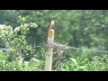 Red-footed Falcon, Falco vespertinus at Barcombe