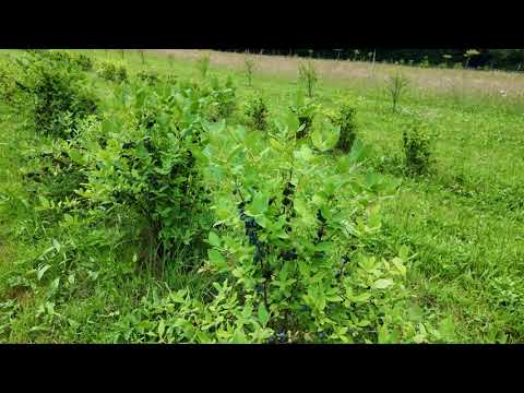 Construction d’un abri à écureuils