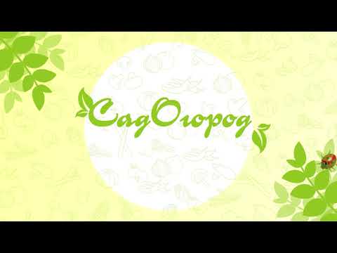 СадОгород / 25.07.2023