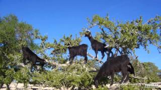 Undefiled Wisdom: Journey to the Goat Tree. 01.The Void