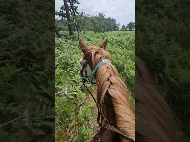 Jument PAINT HORSE APHA &ndash; Lign&eacute;e de Champion &ndash; 6-Panel 