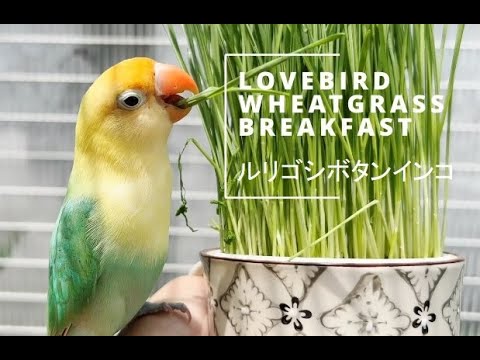 African Lovebirds (Agapornis): 🦜Fresh and healthy wheatgrass snack!🌿ルリゴシボタンインコ🦜鳥🦜모란앵무🦜새🦜นกเลิฟเบิร์ด