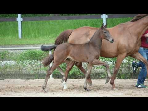 KN 48 Go For Gold Hf v. Glasgow van't Merelsnest - Levisto