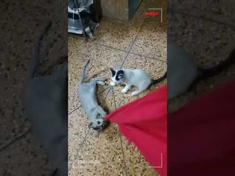 Cats are two heavy sweet sweets their quarrelDon't forget to watch