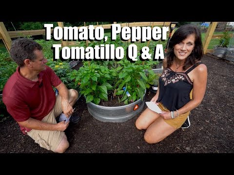 download lagu mp3 mp4 Tomatillo Husk Tea, download lagu Tomatillo Husk Tea gratis, unduh video klip Tomatillo Husk Tea