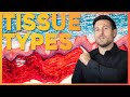 Intro To Histology The Four Tissue Types Corporis