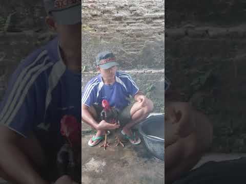 mandikan ayam ronde 1 mau tarung
