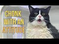 A Fat Tuxedo Cat With A Permanent Elevator Butt