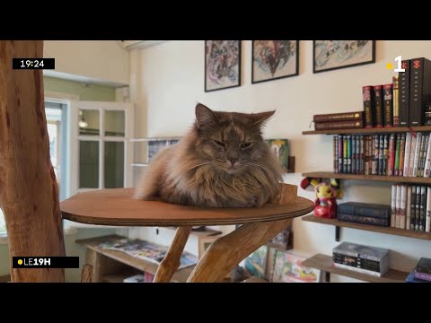 A Saint-Denis, le concept du bar à chat séduit