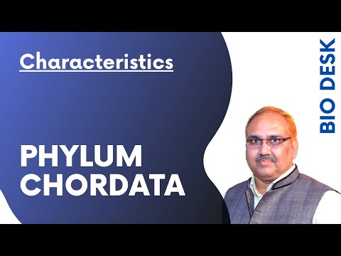 Phylum Chordata - General Characteristics