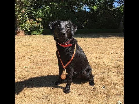 Bella - Labrador - 2 Weeks Residential Dog Training