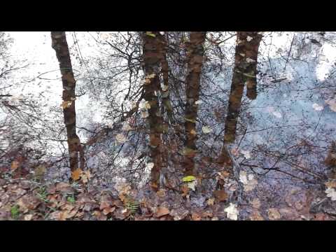 Bäume spiegeln sich im Wasser