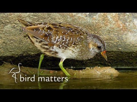 Bird Matters - For the Love of Birds - S01E02
