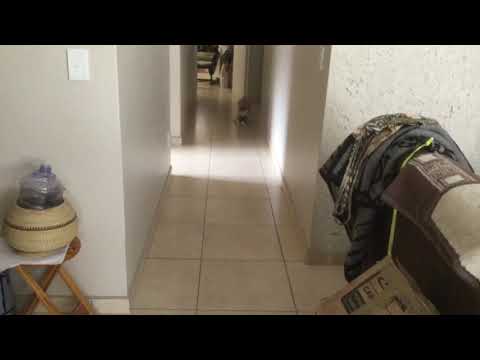 Sweety liebt es mit einem Deckel zu spielen🥰 #Katze #cat #namibia