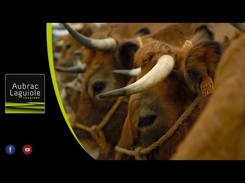 17ème Festival des Boeufs Gras 2016