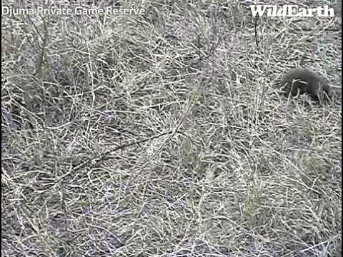 Mongoose hunting Djuma Sept 10, 2013